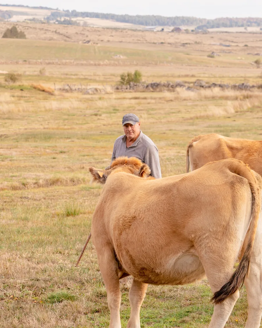 Michel dans un pré au-dessus de Malbouzon, au milieu de ses vaches d'Aubrac