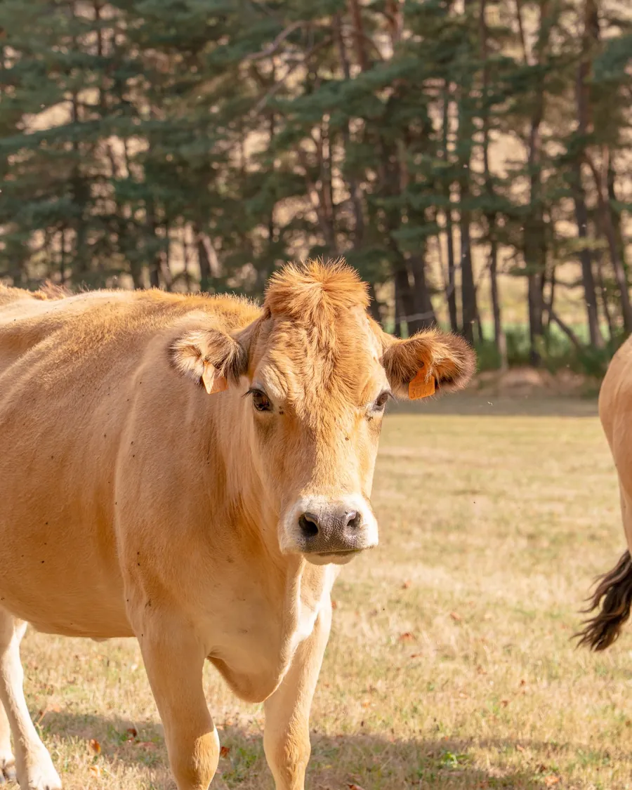 Une vache de race Aubrac, robe froment et yeux cernés de noir, dans un pré du plateau